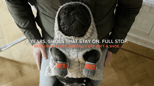 Two Years. Over 100 Shoes. One Very Patient French Bulldog.