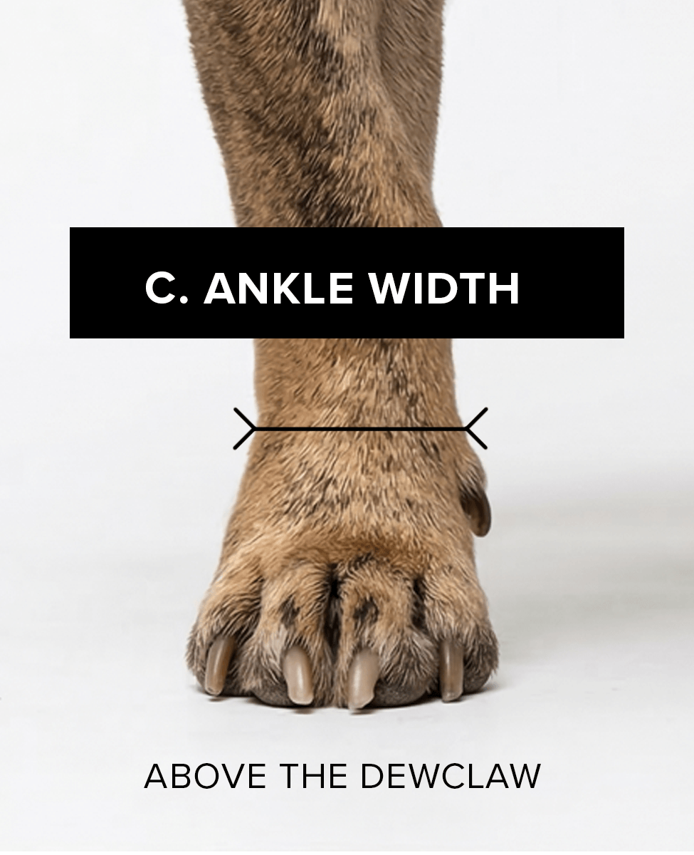 Bark & Sole custom dog shoe measurement - ankle width