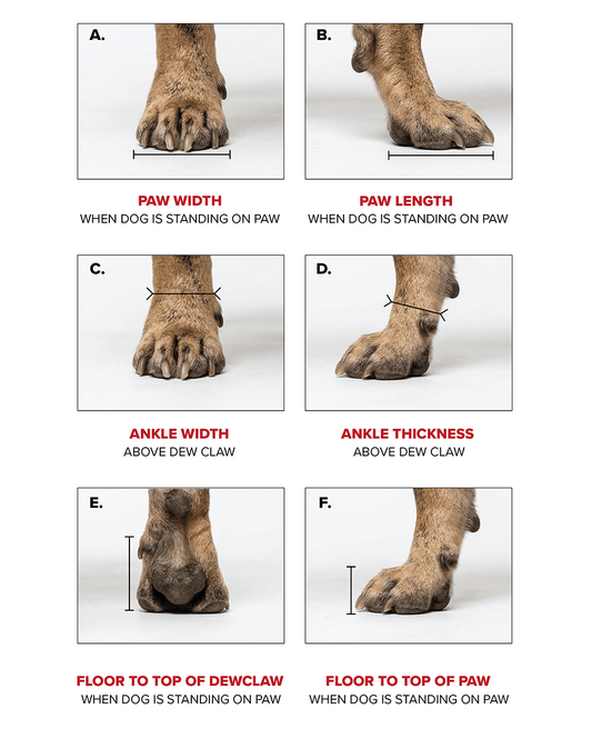What you need to measure to get custom dog shoes