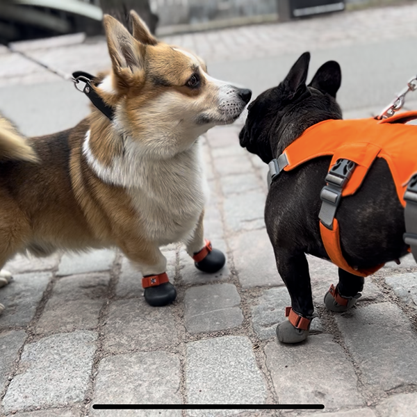 Corgi and French bulldog have both custom made dog shoes 