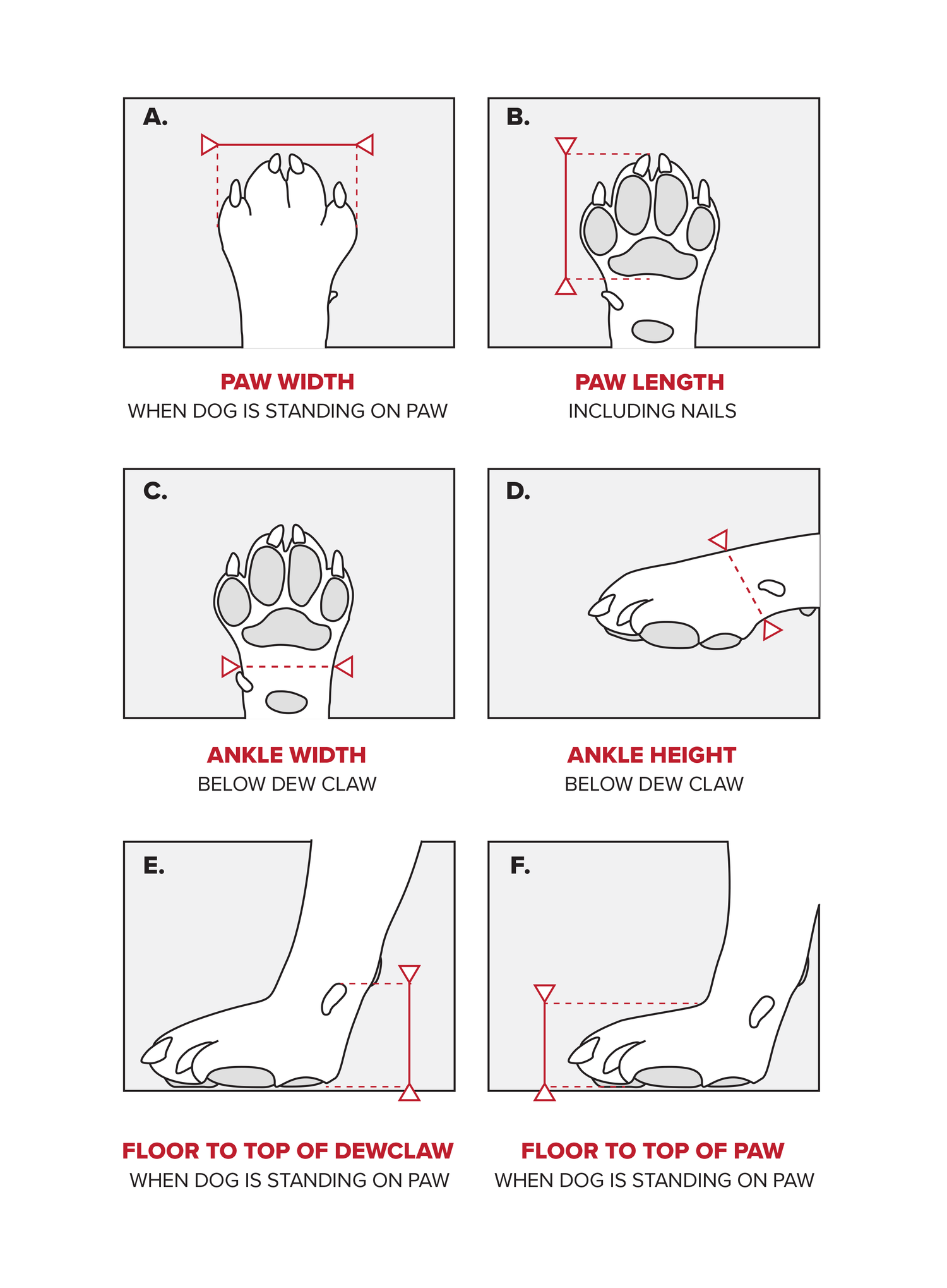 Diagram showing measurements of a dog's paw and ankle