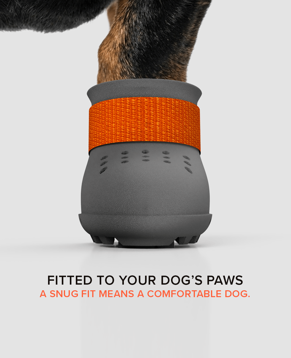 Custom Dachshund dog shoe summer front view
