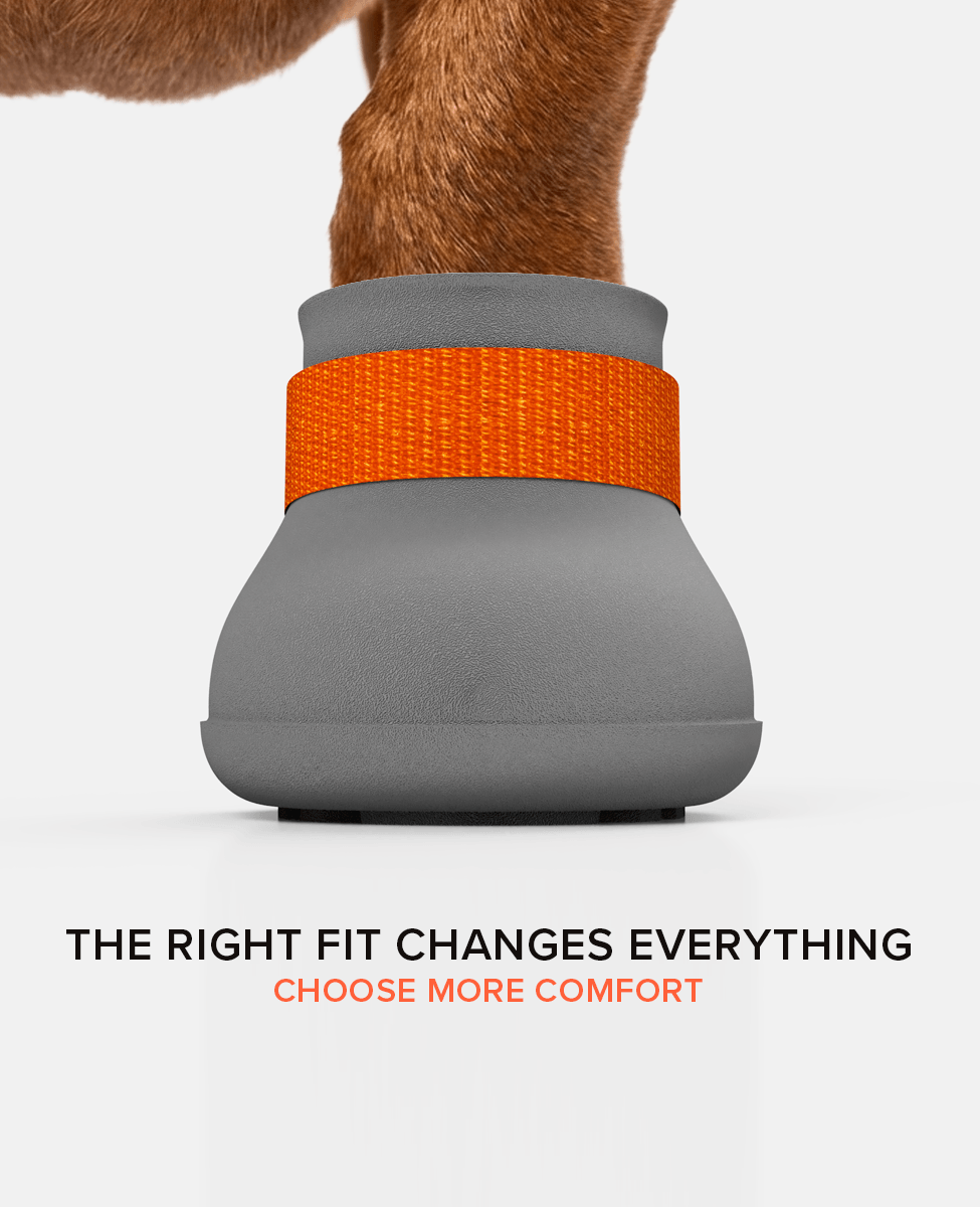 Custom Dachshund dog shoe front view