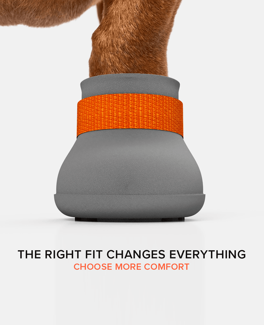 Custom Dachshund dog shoe front view