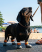 Dachshund and custom shoes beside beach