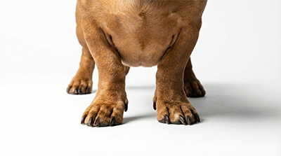 Dachshund paws for analysis for custom dog shoes