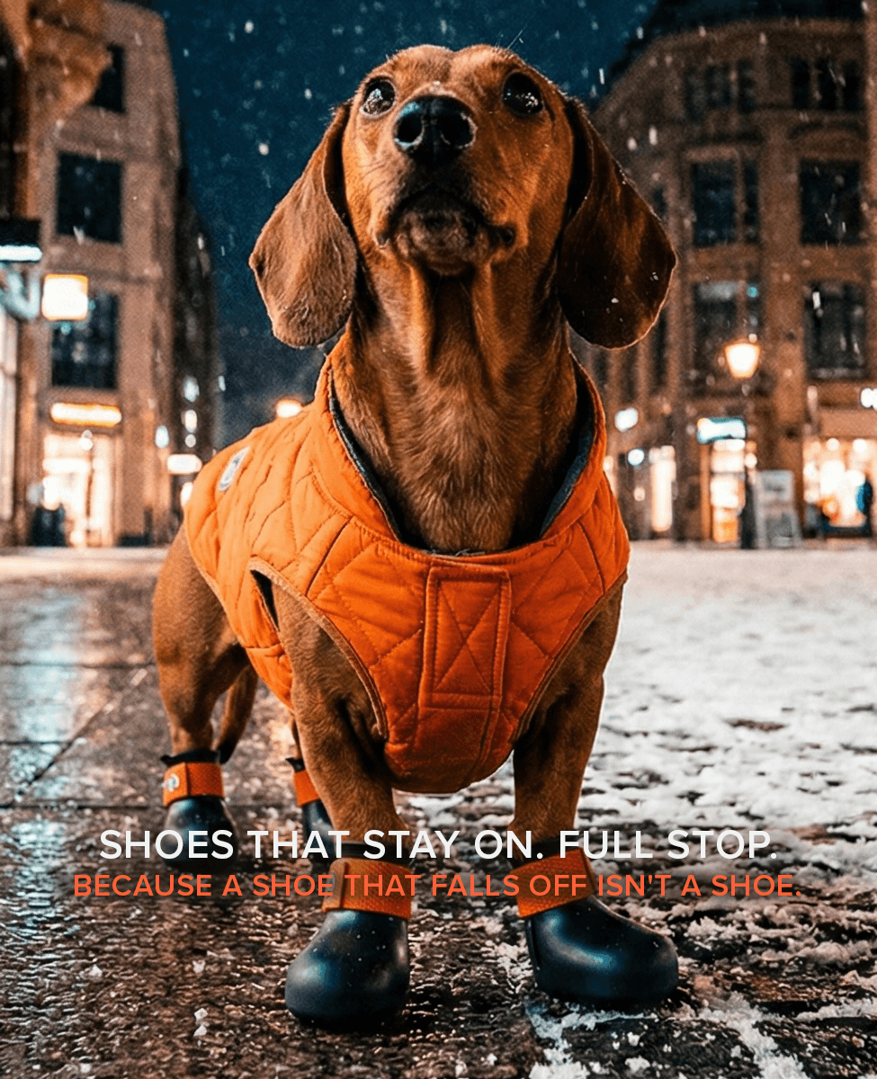 Dachshund in an orange coat and custom BARK & SOLE boots standing on a snowy street at night.