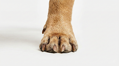 French bulldog front paw analysis for custom dog shoe manufacturing
