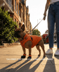 Bark & Sole custom shoes on a french bulldog