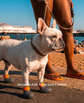 French bulldog wearing custom summer shoes on a beach