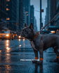 French bulldog wearing BARK and SOLE custom dog shoes in NY
