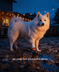 Eskimo dog wearing BARK and SOLE custom medical dog shoe