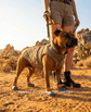 BARK & SOLE staffy summer dog shoes