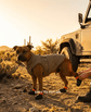 BARK & SOLE staffy summer dog shoes