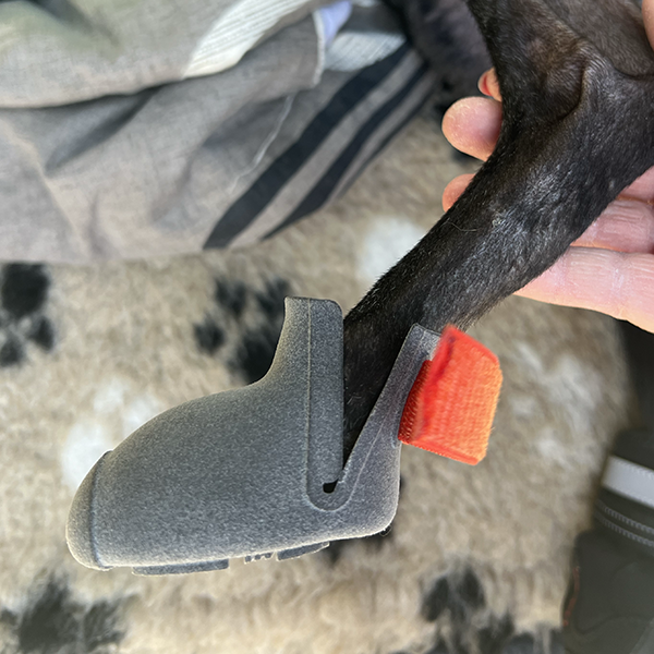 Whippet paw with a custom made dog paw protection