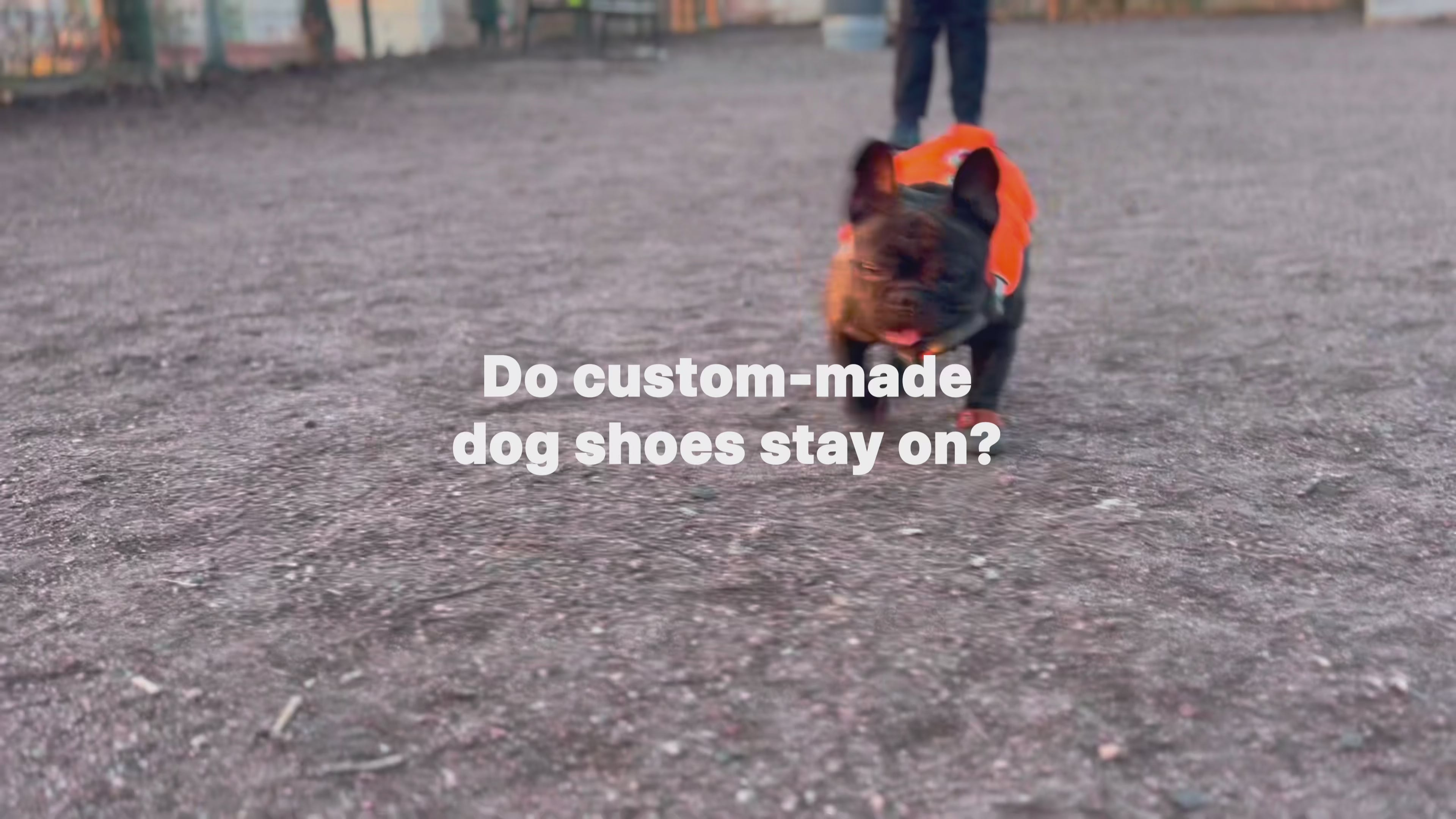 Load video: A French bulldog named Moe is running with French bulldog shoes on in a dog park. Custom-made dog shoes stay on even when Moe is running.