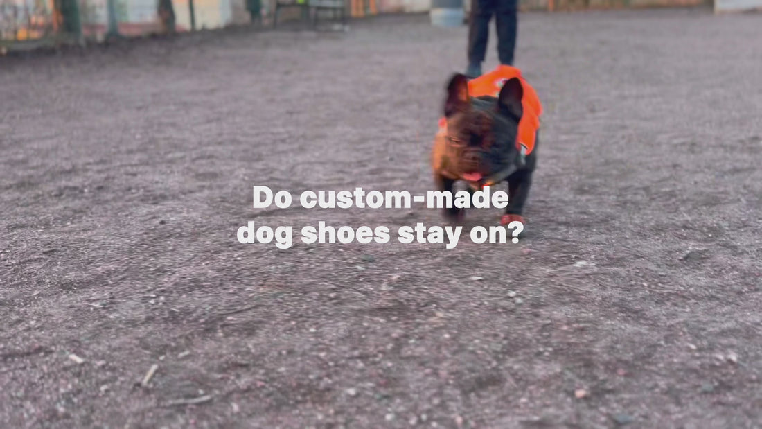 A French bulldog named Moe is running with French bulldog shoes on in a dog park. Custom-made dog shoes stay on even when Moe is running.