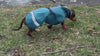 Dachshund wearing custom BARK & SOle dog shoes