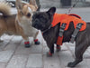 Corgi and French bulldog wearing custom BARK & SOLE dog shoes