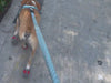 Dog wearing BARK & SOLE custom dog shoes 